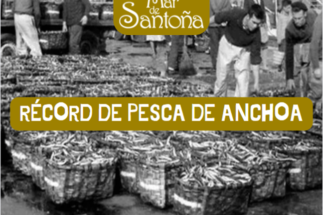 Las Mejores Anchoas de Santoña Record de pesca de Anchoas