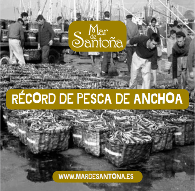 Record de pesca de Anchoas Las Mejores Anchoas de Santoña Record de pesca de Anchoas