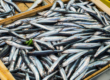 Anchoas como superalimento