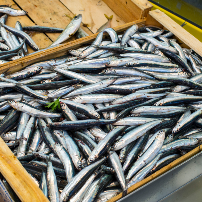 Anchoas como superalimento