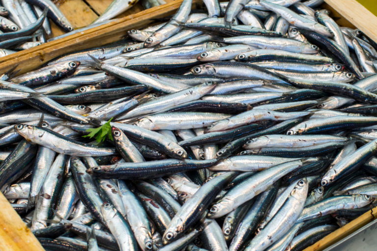 Anchoas como superalimento