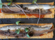 Anchoa o Boquerón